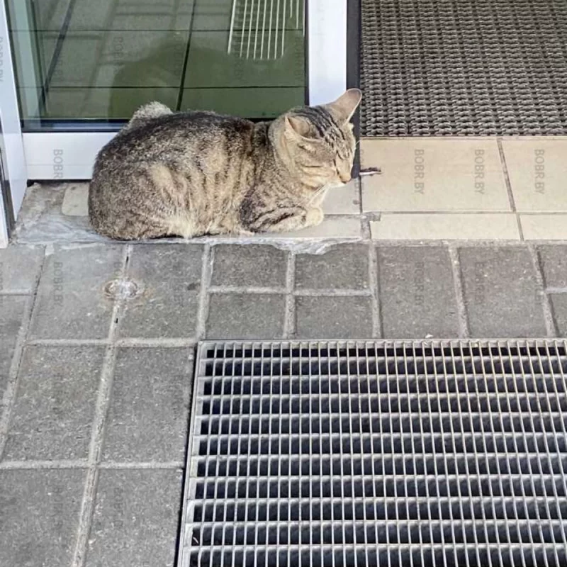 Кот-охранник 