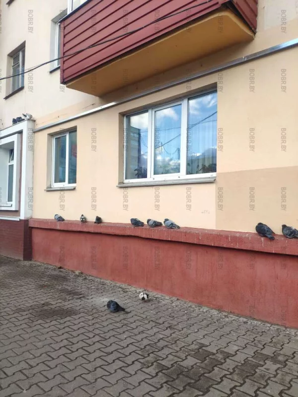 Птички отдыхают
