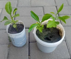 Саженцы лимона и мандарина