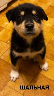 Отдам щенков Ротски в добрые руки