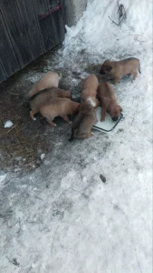 Обаятельные щенки