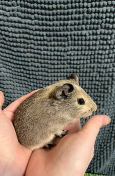 Морская свинка самка