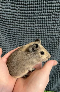 Морская свинка самка