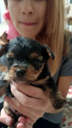 Щенков Йорка