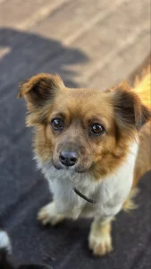 Милашка Хлоя