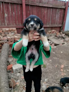 Отдам щенком в хорошие руки