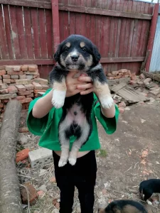 Отдам щенком в хорошие руки