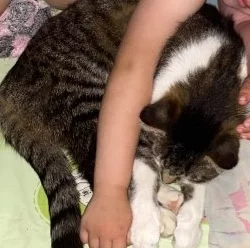 Пропали 2 котика, ПОЖАЛУЙСТА