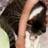 Пропали 2 котика, ПОЖАЛУЙСТА
