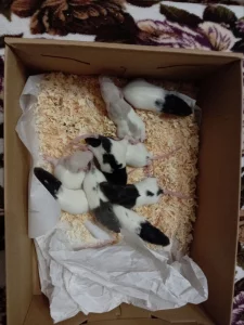 Крысята 9 штук девочки и мальчики. 5р