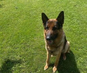 Убежала овчарка