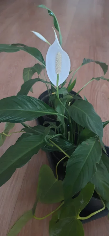 Комнатное растение-Спатифиллум