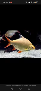 Барбус лещевидный