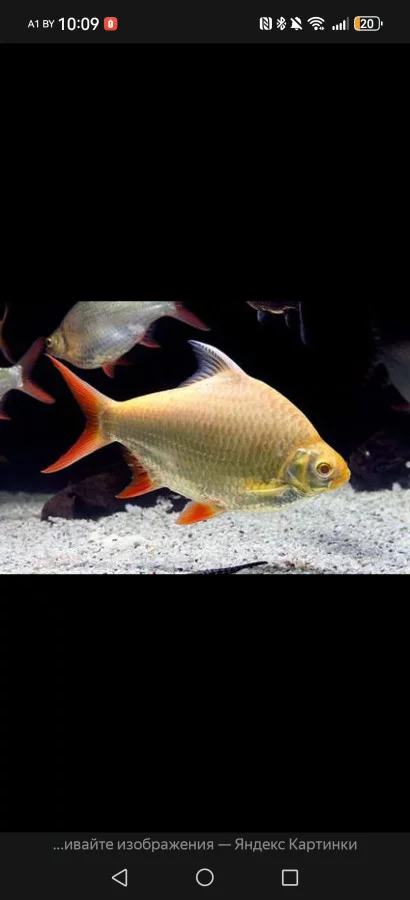 Барбус лещевидный