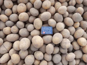 Картофель семенной