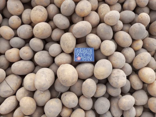 Картофель семенной