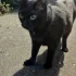 Найден чёрный кот на Лынькова