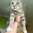 Ласковая кошечка с маленьким хвостиком ищет добрый и заботливый дом