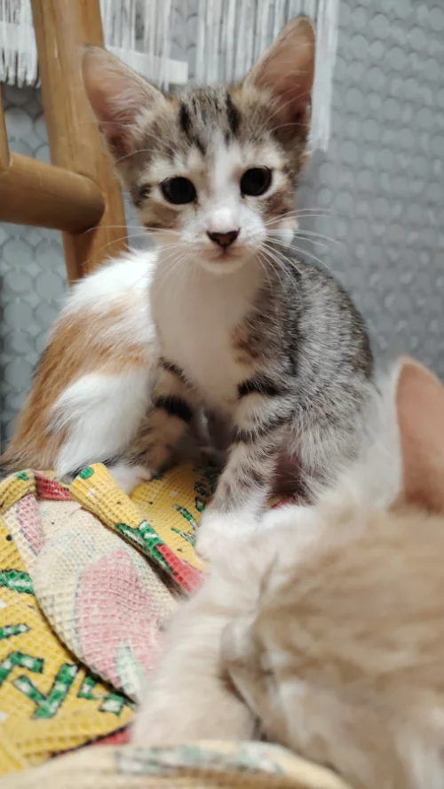 Отдам котёнка в любящую семью