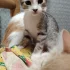 Отдам котёнка в любящую семью