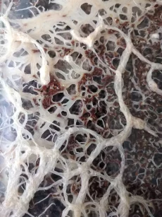 Культура гриндаля