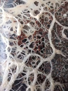Культура гриндаля