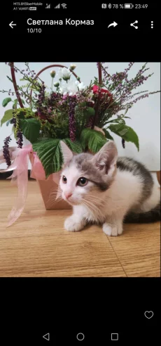 Котик