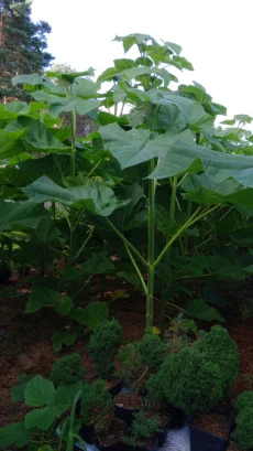 Павловния войлочная