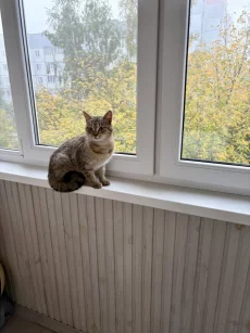 Ищет дом кошечка
