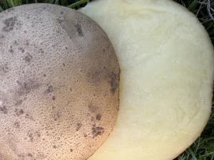 Картофель домашний ОТБОРНЫЙ (крупный, чистый)
