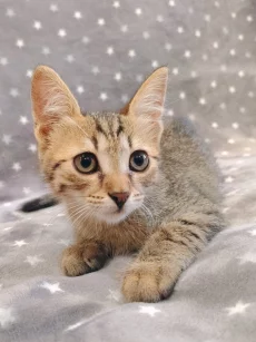 Котёнок девочка