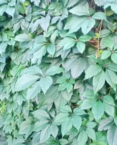 Девичий виноград