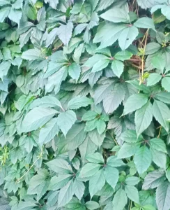 Девичий виноград