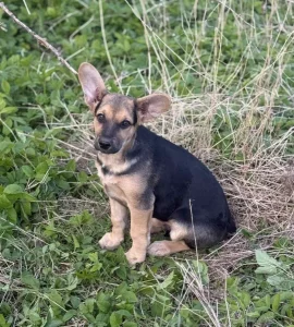 Умка в поиске дома