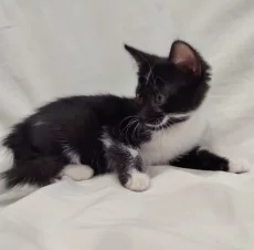 Котёнок девочка