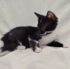 Котёнок девочка