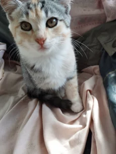 Котята ищут семью