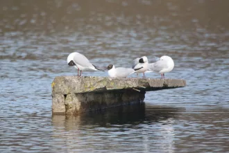 Черепичный карьер - птичий базар. Фотопрогулка BOBR.BY в эпицентр птичьего ора