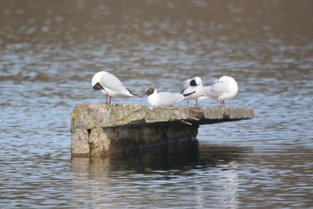 Черепичный карьер - птичий базар. Фотопрогулка BOBR.BY в эпицентр птичьего ора