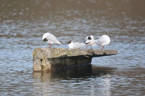 Черепичный карьер - птичий базар. Фотопрогулка BOBR.BY в эпицентр птичьего ора