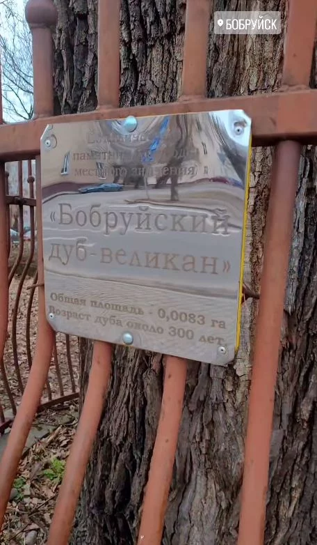 «Бобруйскому дубу-богатырю» 300 лет!