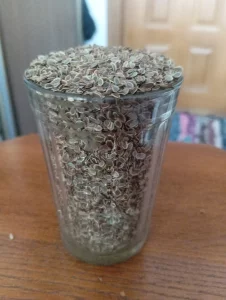 Укроп и кориандр