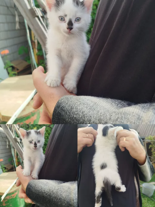 Котенок мальчик ищет дом