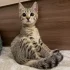 Ласковый мальчик ищет дом
