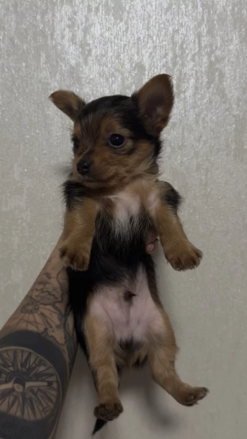 Щенков Йорка