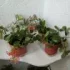 Комнатные цветы по 3руб
