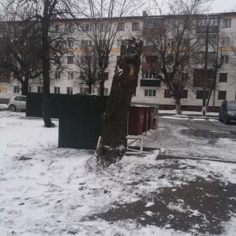 А спилить полностью не хватило сил? 