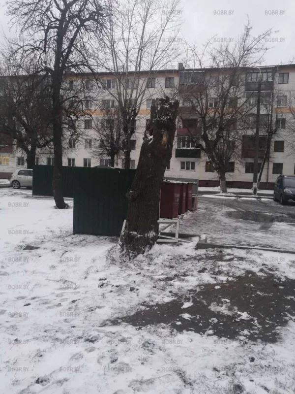 А спилить полностью не хватило сил? 