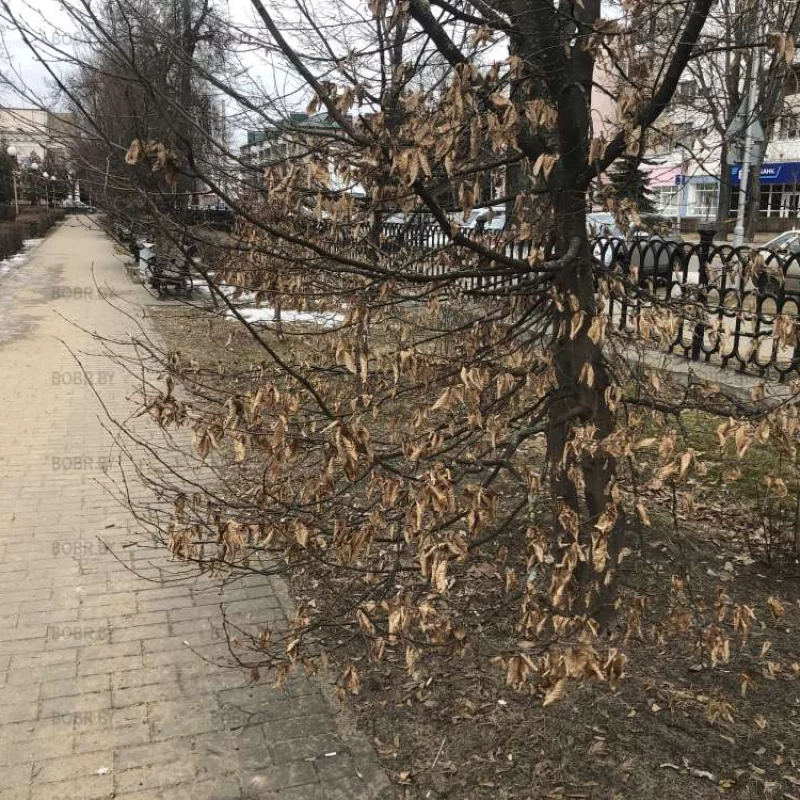 Никто за деревьями не смотрит