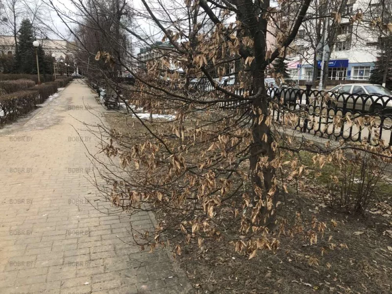Никто за деревьями не смотрит